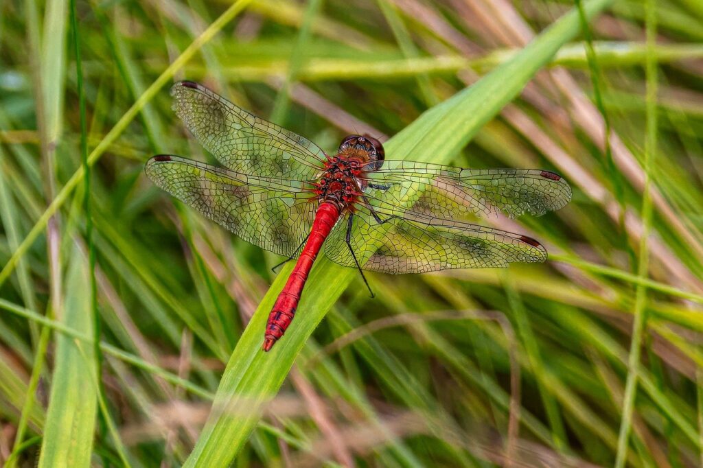 dragonfly, insect, grass-8428001.jpg