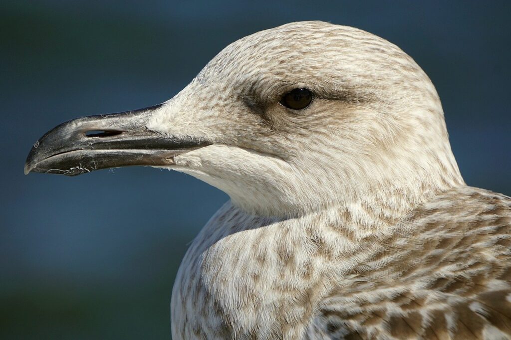 seagull, bird, gull-8419396.jpg